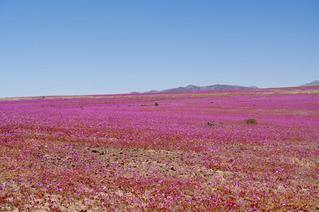 Desierto florido blooming wildflowers in the Atacama Desert