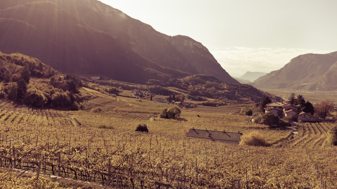 Rows of grapevines in a Chilean valley at golden hour