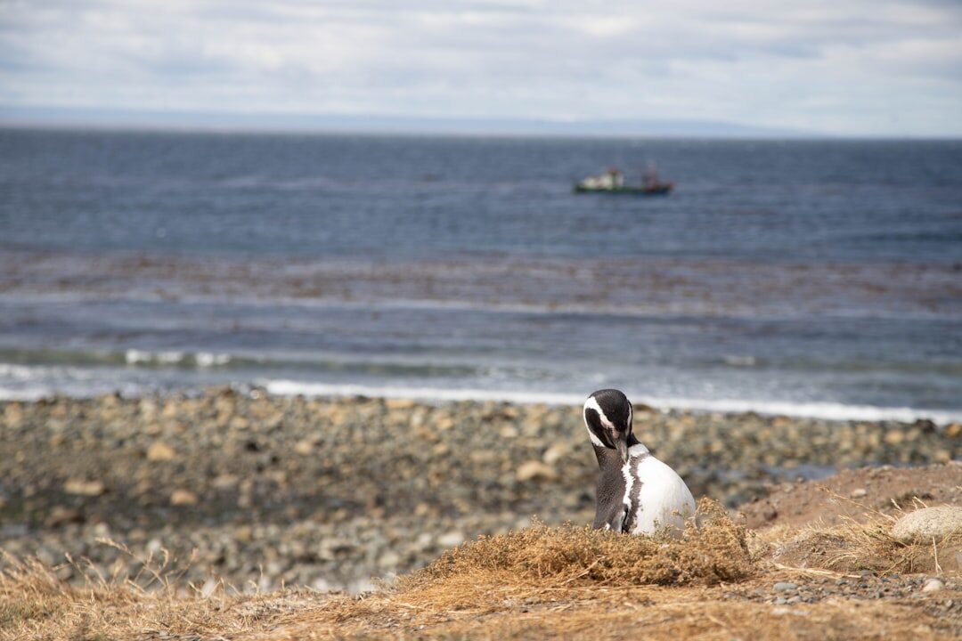 Historic buildings and strait view in Punta Arenas Patagonia